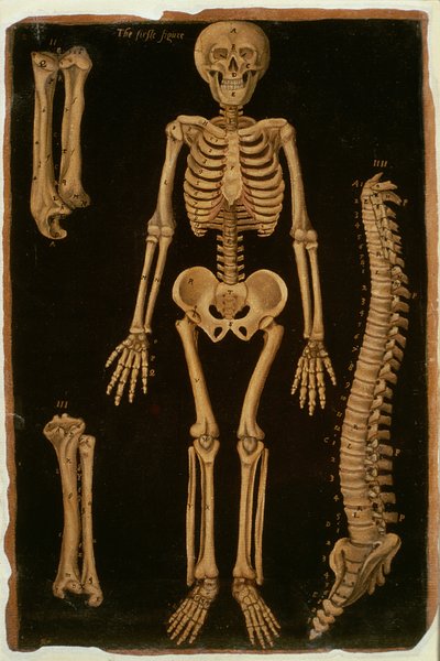 Ms Hunter 364 Table II Dissection, from Anatomical Tables, by John Banister by English School